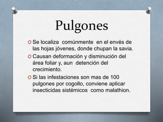 Pulgones 
O Se localiza comúnmente en el envés de 
las hojas jóvenes, donde chupan la savia. 
O Causan deformación y disminución del 
área foliar y, aun detención del 
crecimiento. 
O Si las infestaciones son mas de 100 
pulgones por cogollo, conviene aplicar 
insecticidas sistémicos como malathion. 
 