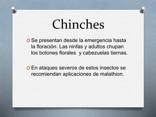 Chinches 
O Se presentan desde la emergencia hasta 
la floración. Las ninfas y adultos chupan 
los botones florales y cabezuelas tiernas. 
O En ataques severos de estos insectos se 
recomiendan aplicaciones de malathion. 
 