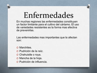 Enfermedades 
En muchas regiones las enfermedades constituyen 
un factor limitante para el cultivo del cártamo. El uso 
de variedades resistentes es la forma mas efectiva 
de prevenirlas. 
Las enfermedades mas importantes que la afectan 
son: 
O Marchites. 
O Pudrición de la raíz. 
O Chahuistle o roya. 
O Mancha de la hoja. 
O Pudrición de influencia. 
 