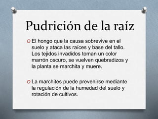 Pudrición de la raíz 
O El hongo que la causa sobrevive en el 
suelo y ataca las raíces y base del tallo. 
Los tejidos invadidos toman un color 
marrón oscuro, se vuelven quebradizos y 
la planta se marchita y muere. 
O La marchites puede prevenirse mediante 
la regulación de la humedad del suelo y 
rotación de cultivos. 
 