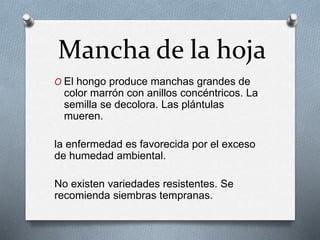 Mancha de la hoja 
O El hongo produce manchas grandes de 
color marrón con anillos concéntricos. La 
semilla se decolora. Las plántulas 
mueren. 
la enfermedad es favorecida por el exceso 
de humedad ambiental. 
No existen variedades resistentes. Se 
recomienda siembras tempranas. 
 