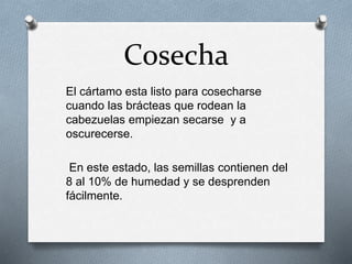 Cosecha 
El cártamo esta listo para cosecharse 
cuando las brácteas que rodean la 
cabezuelas empiezan secarse y a 
oscurecerse. 
En este estado, las semillas contienen del 
8 al 10% de humedad y se desprenden 
fácilmente. 
 