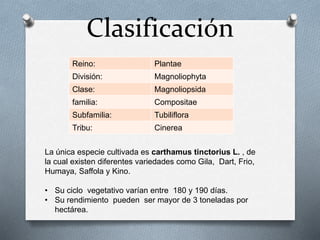 Clasificación 
Reino: Plantae 
División: Magnoliophyta 
Clase: Magnoliopsida 
familia: Compositae 
Subfamilia: Tubiliflora 
Tribu: Cinerea 
La única especie cultivada es carthamus tinctorius L. , de 
la cual existen diferentes variedades como Gila, Dart, Frio, 
Humaya, Saffola y Kino. 
• Su ciclo vegetativo varían entre 180 y 190 días. 
• Su rendimiento pueden ser mayor de 3 toneladas por 
hectárea. 
 