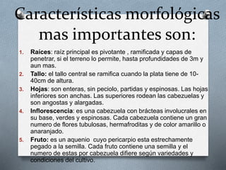Características morfológicas 
mas importantes son: 
1. Raíces: raíz principal es pivotante , ramificada y capas de 
penetrar, si el terreno lo permite, hasta profundidades de 3m y 
aun mas. 
2. Tallo: el tallo central se ramifica cuando la plata tiene de 10- 
40cm de altura. 
3. Hojas: son enteras, sin peciolo, partidas y espinosas. Las hojas 
inferiores son anchas. Las superiores rodean las cabezuelas y 
son angostas y alargadas. 
4. Inflorescencia: es una cabezuela con brácteas involucrales en 
su base, verdes y espinosas. Cada cabezuela contiene un gran 
numero de flores tubulosas, hermafroditas y de color amarillo o 
anaranjado. 
5. Fruto: es un aquenio cuyo pericarpio esta estrechamente 
pegado a la semilla. Cada fruto contiene una semilla y el 
numero de estas por cabezuela difiere según variedades y 
condiciones del cultivo. 
 