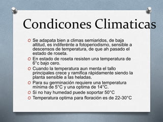 Condicones Climaticas 
O Se adapata bien a climas semiaridos, de baja 
altitud, es indiferénte a fotoperiodismo, sensible a 
descensos de temperatura, de que ah pasado el 
estado de roseta. 
O En estado de roseta resisten una temperatura de 
6°c bajo cero. 
O Cuando la temperatura aun menta el tallo 
principales crece y ramifica rápidamente siendo la 
planta sensible a las heladas. 
O Para su germinación requiere una temperatura 
mínima de 5°C y una optima de 14°C. 
O Si no hay humedad puede soportar 50°C 
O Temperatura optima para floración es de 22-30°C 
 