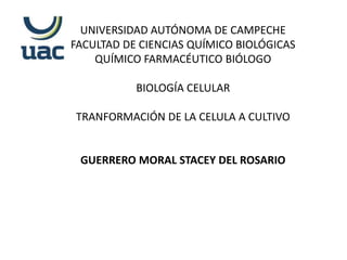 UNIVERSIDAD AUTÓNOMA DE CAMPECHE
FACULTAD DE CIENCIAS QUÍMICO BIOLÓGICAS
QUÍMICO FARMACÉUTICO BIÓLOGO
BIOLOGÍA CELULAR
TRANFORMACIÓN DE LA CELULA A CULTIVO
GUERRERO MORAL STACEY DEL ROSARIO
 