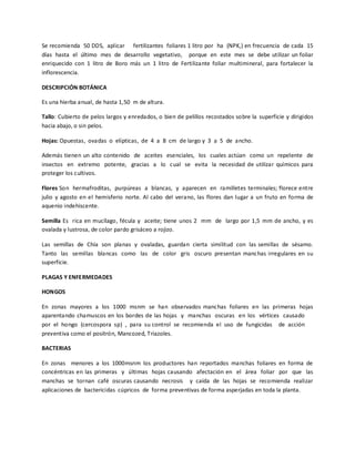 Se recomienda 50 DDS, aplicar fertilizantes foliares 1 litro por ha (NPK,) en frecuencia de cada 15
días hasta el último mes de desarrollo vegetativo, porque en este mes se debe utilizar un foliar
enriquecido con 1 litro de Boro más un 1 litro de Fertilizante foliar multimineral, para fortalecer la
inflorescencia.
DESCRIPCIÓN BOTÁNICA
Es una hierba anual, de hasta 1,50 m de altura.
Tallo: Cubierto de pelos largos y enredados, o bien de pelillos recostados sobre la superficie y dirigidos
hacia abajo, o sin pelos.
Hojas: Opuestas, ovadas o elípticas, de 4 a 8 cm de largo y 3 a 5 de ancho.
Además tienen un alto contenido de aceites esenciales, los cuales actúan como un repelente de
insectos en extremo potente, gracias a lo cual se evita la necesidad de utilizar químicos para
proteger los cultivos.
Flores Son hermafroditas, purpúreas a blancas, y aparecen en ramilletes terminales; florece entre
julio y agosto en el hemisferio norte. Al cabo del verano, las flores dan lugar a un fruto en forma de
aquenio indehiscente.
Semilla Es rica en mucílago, fécula y aceite; tiene unos 2 mm de largo por 1,5 mm de ancho, y es
ovalada y lustrosa, de color pardo grisáceo a rojizo.
Las semillas de Chía son planas y ovaladas, guardan cierta similitud con las semillas de sésamo.
Tanto las semillas blancas como las de color gris oscuro presentan manchas irregulares en su
superficie.
PLAGAS Y ENFERMEDADES
HONGOS
En zonas mayores a los 1000 msnm se han observados manchas foliares en las primeras hojas
aparentando chamuscos en los bordes de las hojas y manchas oscuras en los vértices causado
por el hongo (cercospora sp) , para su control se recomienda el uso de fungicidas de acción
preventiva como el positrón, Mancozed, Triazoles.
BACTERIAS
En zonas menores a los 1000msnm los productores han reportados manchas foliares en forma de
concéntricas en las primeras y últimas hojas causando afectación en el área foliar por que las
manchas se tornan café oscuras causando necrosis y caída de las hojas se recomienda realizar
aplicaciones de bactericidas cúpricos de forma preventivas de forma asperjadas en toda la planta.

 