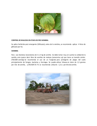 CONTROL DE MALEZAS EN ETAPA DE PRE SIEMBRA:
Se aplica herbicida post emergente (Glifosato), antes de la siembra, se recomienda aplicar 4 litros de
glifosato por ha.
SIEMBRA
Para una hectárea necesitamos de 3 a 5 kg de semilla. Se debe tomar muy en cuenta la calidad de la
semilla, esto quiere decir libre de semillas de malezas (amarantus sp) que tiene un tamaño similar.
(750.000 sem/kg) Se recomienda el uso de un fungicida para protegerla de plagas del suelo
principalmente de hongos, bacterias y hormigas. Se puede utilizar Vitavax en dosis de 1,5 gramos
por kilo de semilla, y CRUISER 35 FS se recomienda utilizarlo 1,2 cc por kilo de semilla.

 
