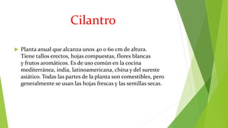 Cultivo De Cilantro | PPTX