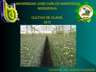 DOCENTE: ING. RODOLFO HUACANDOCENTE: ING. RODOLFO HUACAN
UNIVERSIDAD JOSE CARLOS MARIATEGUIUNIVERSIDAD JOSE CARLOS MARIATEGUI
MOQUEGUAMOQUEGUA
CULTIVO DE CLAVELCULTIVO DE CLAVEL
20122012
 