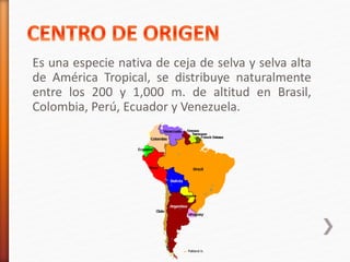 Es una especie nativa de ceja de selva y selva alta 
de América Tropical, se distribuye naturalmente 
entre los 200 y 1,000 m. de altitud en Brasil, 
Colombia, Perú, Ecuador y Venezuela. 
 