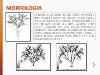 La cocona es una planta de vigor fuerte, intermedio y 
débil; de rápido crecimiento, llegando a medir hasta 2 
metros de altura, según el ecotipo. Se ramifican desde el 
nivel del suelo o desde 10 a 15cm., sus ramas crecen 
rectas y arqueadas, con tallos gruesos, semileñosos, 
cilíndricos y muy pubescentes. La producción de ramas, 
existen ecotipos con ramas abundante, media y escasa. El 
número de ramas primarias varían entre 5 a 6 y el de 
ramas secundarias de 3 a 7. 
 