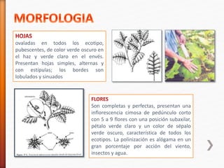 ovaladas en todos los ecotipo, 
pubescentes, de color verde oscuro en 
el haz y verde claro en el envés. 
Presentan hojas simples, alternas y 
con estípulas; los bordes son 
lobulados y sinuados 
Son completas y perfectas, presentan una 
inflorescencia cimosa de pedúnculo corto 
con 5 a 9 flores con una posición subaxilar, 
pétalo verde claro y un color de sépalo 
verde oscuro, característica de todos los 
ecotipos. La polinización es alógama en un 
gran porcentaje por acción del viento, 
insectos y agua. 
 
