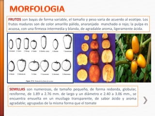 son bayas de forma variable, el tamaño y peso varia de acuerdo al ecotipo. Los 
frutos maduros son de color amarillo pálido, anaranjado manchado o rojo; la pulpa es 
acuosa, con una firmeza intermedia y blanda, de agradable aroma, ligeramente ácida. 
son numerosas, de tamaño pequeño, de forma redonda, globular, 
reniforme, de 1.89 a 2.76 mm. de largo y un diámetro e 2.40 a 3.06 mm., se 
encuentra envuelta en un musílago transparente, de sabor ácido y aroma 
agradable; agrupadas de la misma forma que el tomate 
 