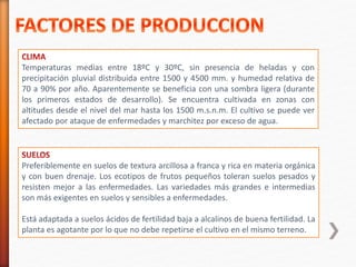 Temperaturas medias entre 18ºC y 30ºC, sin presencia de heladas y con 
precipitación pluvial distribuida entre 1500 y 4500 mm. y humedad relativa de 
70 a 90% por año. Aparentemente se beneficia con una sombra ligera (durante 
los primeros estados de desarrollo). Se encuentra cultivada en zonas con 
altitudes desde el nivel del mar hasta los 1500 m.s.n.m. El cultivo se puede ver 
afectado por ataque de enfermedades y marchitez por exceso de agua. 
Preferiblemente en suelos de textura arcillosa a franca y rica en materia orgánica 
y con buen drenaje. Los ecotipos de frutos pequeños toleran suelos pesados y 
resisten mejor a las enfermedades. Las variedades más grandes e intermedias 
son más exigentes en suelos y sensibles a enfermedades. 
Está adaptada a suelos ácidos de fertilidad baja a alcalinos de buena fertilidad. La 
planta es agotante por lo que no debe repetirse el cultivo en el mismo terreno. 
 
