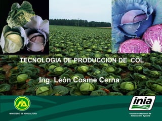•Instituto Nacional de
Innovación Agraria
•MINISTERIO DE AGRICULTURA
TECNOLOGIA DE PRODUCCION DE COL
l
Ing. León Cosme Cerna
 