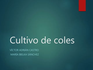 Cultivo de coles
VÍCTOR ADRIÁN CASTRO
MARÍA IBELKA SÁNCHEZ
 