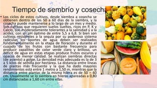 Tiempo de sembrío y cosecha
• Los ciclos de estos cultivos, desde siembra a cosecha se
obtienen dentro de los 50 a 60 días de la siembra, y la
cosecha puede mantenerse a lo largo de un mes y medio.
Son cultivos que requieren suelos sueltos, ricos en P, K y
Calcio, son moderadamente tolerantes a la salinidad y a la
acidez, con un pH óptimo de entre 5,5 a 6,8. Si bien son
cultivos resistentes a la sequía por su poderoso sistema
radicular, los aportes de agua deben ser realizados
fundamentalmente en la etapa de floración y durante el
cuajado de los frutos con bastante frecuencia para
producir zapallitos de color verde claro y brilloso, un
déficit de agua en estas etapas produce frutos oscuros y
opacos de menor calidad. Se realizan siembras directas
(de asiento) a golpe. La densidad más adecuada es la de 3
a 5 kilos de semilla por hectárea. La distancia entre líneas
de plantas más frecuente y la que ha dado mayores
rendimientos está entre 1 metro a 1,50 m, mientras que la
distancia entre plantas de la misma hilera es de 50 – 60
cm. Usualmente se lo siembra en hileras apareadas a 0,80
cm distanciadas a 1,60 cm entre ellas.
 