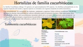 Hortalizas de familia cucurbitáceas
Taxonomía cucurbitáceas
Las cucurbitáceas, se componen de melones, calabazas y pepinos. Estos cultivos constituyen una de las
familias de plantas más grandes de cultivos utilizados para el consumo humano. Más adecuadas para
temperaturas cálidas, las cucurbitáceas necesitan pleno sol y un suelo bien drenado para prosperar. La
combinación de tecnología y experiencia ha permitido a los productores proporcionar las soluciones de
cultivo de cucurbitáceas más eficaces y cultivos de la más alta calidad posible.
 