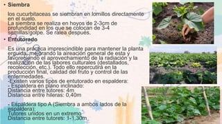 • Siembra
los cucurbitaceas se siembran en lomillos directamente
en el suelo.
La siembra se realiza en hoyos de 2-3cm de
profundidad en los que se colocan de 3-4
semillas/golpe. Se ralea después.
• Entutorado
Es una práctica imprescindible para mantener la planta
erguida, mejorando la aireación general de esta y
favoreciendo el aprovechamiento de la radiación y la
realización de las labores culturales (destallados,
recolección, etc.). Todo ello repercutirá en la
producción final, calidad del fruto y control de las
enfermedades.
-Existen varios tipos de entutorado en espaldera:
- Espaldera en plano inclinado:
Distancia entre tutores: 4m
Distancia entre hileras: 0,40m
- Espaldera tipo A (Siembra a ambos lados de la
espaldera):
Tutores unidos en un extremo
Distancia entre tutores: 1-1,30m
 