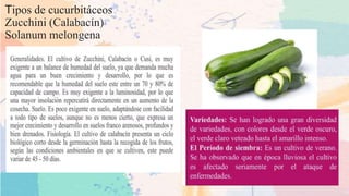Tipos de cucurbitáceos
Zucchini (Calabacín)
Solanum melongena
 