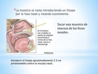 *La muestra se toma introduciendo un hisopo
por la fosa nasal y rotando suavemente.
Introducir el hisopo aproximadamente 2.5 cm
presionandolo contra la mucosa nasal.
Sacar una muestra de
mucosa de las fosas
nasales.
 