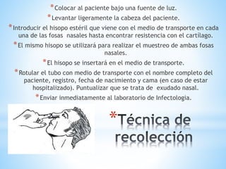 *
*Colocar al paciente bajo una fuente de luz.
*Levantar ligeramente la cabeza del paciente.
*Introducir el hisopo estéril que viene con el medio de transporte en cada
una de las fosas nasales hasta encontrar resistencia con el cartílago.
*El mismo hisopo se utilizará para realizar el muestreo de ambas fosas
nasales.
*El hisopo se insertará en el medio de transporte.
*Rotular el tubo con medio de transporte con el nombre completo del
paciente, registro, fecha de nacimiento y cama (en caso de estar
hospitalizado). Puntualizar que se trata de exudado nasal.
*Enviar inmediatamente al laboratorio de Infectologia.
 