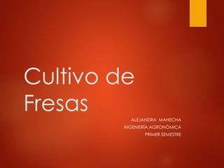 Cultivo de
Fresas ALEJANDRA MAHECHA
INGENIERÍA AGRONÓMICA
PRIMER SEMESTRE
 