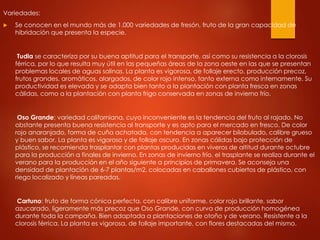 Variedades:
 Se conocen en el mundo más de 1.000 variedades de fresón, fruto de la gran capacidad de
hibridación que presenta la especie.
Tudla se caracteriza por su buena aptitud para el transporte, así como su resistencia a la clorosis
férrica, por lo que resulta muy útil en las pequeñas áreas de la zona oeste en las que se presentan
problemas locales de aguas salinas. La planta es vigorosa, de follaje erecto, producción precoz,
frutos grandes, aromáticos, alargados, de color rojo intenso, tanto externa como internamente. Su
productividad es elevada y se adapta bien tanto a la plantación con planta fresca en zonas
cálidas, como a la plantación con planta frigo conservada en zonas de invierno frío.
Oso Grande: variedad californiana, cuyo inconveniente es la tendencia del fruto al rajado. No
obstante presenta buena resistencia al transporte y es apto para el mercado en fresco. De color
rojo anaranjado, forma de cuña achatada, con tendencia a aparecer bilobulado, calibre grueso
y buen sabor. La planta es vigorosa y de follaje oscuro. En zonas cálidas bajo protección de
plástico, se recomienda trasplantar con plantas producidas en viveros de altitud durante octubre
para la producción a finales de invierno. En zonas de invierno frío, el trasplante se realiza durante el
verano para la producción en el año siguiente a principios de primavera. Se aconseja una
densidad de plantación de 6-7 plantas/m2, colocadas en caballones cubiertos de plástico, con
riego localizado y líneas pareadas.
Cartuno: fruto de forma cónica perfecta, con calibre uniforme, color rojo brillante, sabor
azucarado, ligeramente más precoz que Oso Grande, con curva de producción homogénea
durante toda la campaña. Bien adaptada a plantaciones de otoño y de verano. Resistente a la
clorosis férrica. La planta es vigorosa, de follaje importante, con flores destacadas del mismo.
 