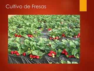 Cultivo de Fresas
 