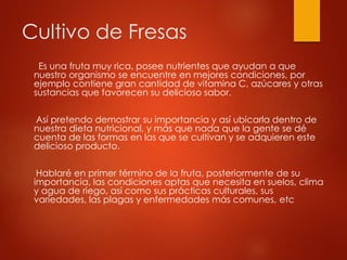 Cultivo de Fresas
Es una fruta muy rica, posee nutrientes que ayudan a que
nuestro organismo se encuentre en mejores condiciones, por
ejemplo contiene gran cantidad de vitamina C, azúcares y otras
sustancias que favorecen su delicioso sabor.
Así pretendo demostrar su importancia y así ubicarla dentro de
nuestra dieta nutricional, y más que nada que la gente se dé
cuenta de las formas en las que se cultivan y se adquieren este
delicioso producto.
Hablaré en primer término de la fruta, posteriormente de su
importancia, las condiciones aptas que necesita en suelos, clima
y agua de riego, así como sus prácticas culturales, sus
variedades, las plagas y enfermedades más comunes, etc
 