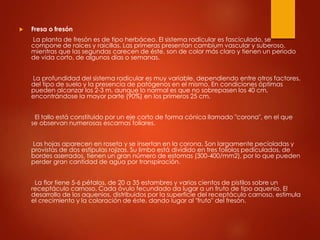  Fresa o fresón
La planta de fresón es de tipo herbáceo. El sistema radicular es fasciculado, se
compone de raíces y raicillas. Las primeras presentan cambium vascular y suberoso,
mientras que las segundas carecen de éste, son de color más claro y tienen un periodo
de vida corto, de algunos días o semanas.
La profundidad del sistema radicular es muy variable, dependiendo entre otros factores,
del tipo de suelo y la presencia de patógenos en el mismo. En condiciones óptimas
pueden alcanzar los 2-3 m, aunque lo normal es que no sobrepasen los 40 cm,
encontrándose la mayor parte (90%) en los primeros 25 cm.
El tallo está constituido por un eje corto de forma cónica llamado "corona", en el que
se observan numerosas escamas foliares.
Las hojas aparecen en roseta y se insertan en la corona. Son largamente pecioladas y
provistas de dos estípulas rojizas. Su limbo está dividido en tres foliolos pediculados, de
bordes aserrados, tienen un gran número de estomas (300-400/mm2), por lo que pueden
perder gran cantidad de agua por transpiración.
La flor tiene 5-6 pétalos, de 20 a 35 estambres y varios cientos de pistilos sobre un
receptáculo carnoso. Cada óvulo fecundado da lugar a un fruto de tipo aquenio. El
desarrollo de los aquenios, distribuidos por la superficie del receptáculo carnoso, estimula
el crecimiento y la coloración de éste, dando lugar al "fruto" del fresón.
 