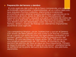  Preparación del terreno y siembra
El ciclo agrícola del cultivo de la fresa comprende una serie de
actividades organizadas y sistematizadas, es un cultivo delicado
que requiere muchos cuidados, atenciones e inversiones
económicas para obtener buenos resultados y ganancias en la
producción de fruto. Dado lo difícil de su mecanización, en
especial la recolección, requiere una gran cantidad de mano de
obra, lo que redunda, en el caso de lograrse buenos precios, en
una disminución del desempleo cada vez más acuciante.
Tiempo, dinero y fuerza de trabajo son elementos importantes
durante el ciclo agrícola.
Los campesinos limpian, pican, barbechan y surcan el terreno
con arado de fierro jalado por una yunta o un tractor. Cuando
no se cuenta con estos recursos, los agricultores contratan a un
yuntero "gañan" o tractorista para hacer la preparación del
terreno. En una hectárea se trazan entre 100 y 120 surcos con
una longitud aproximada de 100 metros, Al momento de la
siembra de plantas de fresa el agua es muy importante. Primero
se riega la parcela "tender el agua en los surcos", posteriormente
se siembran en la parte del surco llamada lomo, dos plántulas,
separadas.
 