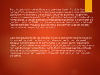 Para la aplicación de fertilizante se usa urea, triple 17 o triple 18 y
agroquímicos para aportar nutrientes a las plantas así como estimular la
aparición y crecimiento de las hojas, utilizando para ello recipientes,
bolsas y costales de plástico. En la aplicación de fungicidas, herbicidas y
nematicidas se utilizan bombas fumigadoras mecánicas o con motor de
gasolina, botes de 200 litros, cubetas y bolsas de plástico. La actividad la
realizan hombres mayores, pues se tiene conocimiento de los efectos
que ocasionan los pesticidas a la salud.
Con la maduración de los primeros frutos, el agricultor recorre todos los
surcos de la parcela haciendo una primera cosecha o corte previo,
proceso denominado en la comunidad y la región como "calentar la
huerta". A partir de este momento los agricultores afirman que las plantas
han sido tocadas y calentadas, por lo tanto empieza la producción de
fruto. Esta actividad se realiza en la última semana de octubre y la
primera quincena de noviembre. Para esta actividad se usan canastas
de carrizo
 