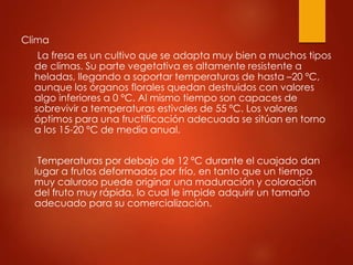 Clima
La fresa es un cultivo que se adapta muy bien a muchos tipos
de climas. Su parte vegetativa es altamente resistente a
heladas, llegando a soportar temperaturas de hasta –20 ºC,
aunque los órganos florales quedan destruidos con valores
algo inferiores a 0 ºC. Al mismo tiempo son capaces de
sobrevivir a temperaturas estivales de 55 ºC. Los valores
óptimos para una fructificación adecuada se sitúan en torno
a los 15-20 ºC de media anual.
Temperaturas por debajo de 12 ºC durante el cuajado dan
lugar a frutos deformados por frío, en tanto que un tiempo
muy caluroso puede originar una maduración y coloración
del fruto muy rápida, lo cual le impide adquirir un tamaño
adecuado para su comercialización.
 