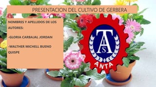 PRESENTACION DEL CULTIVO DE GERBERA
NOMBRES Y APELLIDOS DE LOS
AUTORES:
-GLORIA CARBAJAL JORDAN
-WALTHER MICHELL BUENO
QUISPE
 