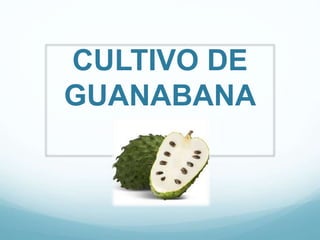 CULTIVO DE
GUANABANA
 