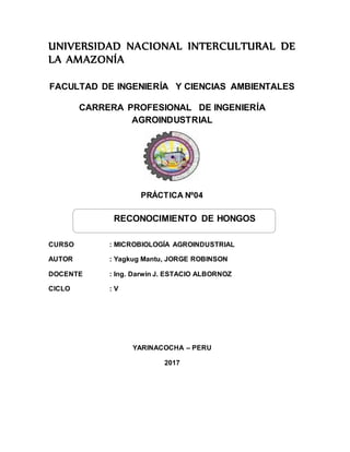 UNIVERSIDAD NACIONAL INTERCULTURAL DE
LA AMAZONÍA
FACULTAD DE INGENIERÍA Y CIENCIAS AMBIENTALES
CARRERA PROFESIONAL DE INGENIERÍA
AGROINDUSTRIAL
PRÁCTICA Nº04
CURSO : MICROBIOLOGÍA AGROINDUSTRIAL
AUTOR : Yagkug Mantu, JORGE ROBINSON
DOCENTE : Ing. Darwin J. ESTACIO ALBORNOZ
CICLO : V
YARINACOCHA – PERU
2017
RECONOCIMIENTO DE HONGOS
 