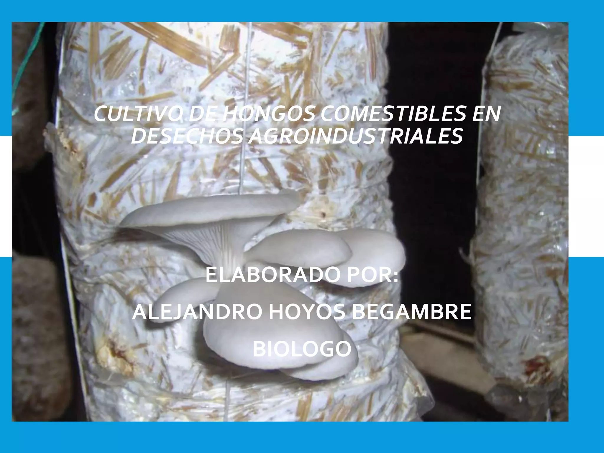 CULTIVO DE HONGOS COMESTIBLES EN
DESECHOS AGROINDUSTRIALES
ELABORADO POR:
ALEJANDRO HOYOS BEGAMBRE
BIOLOGO
 