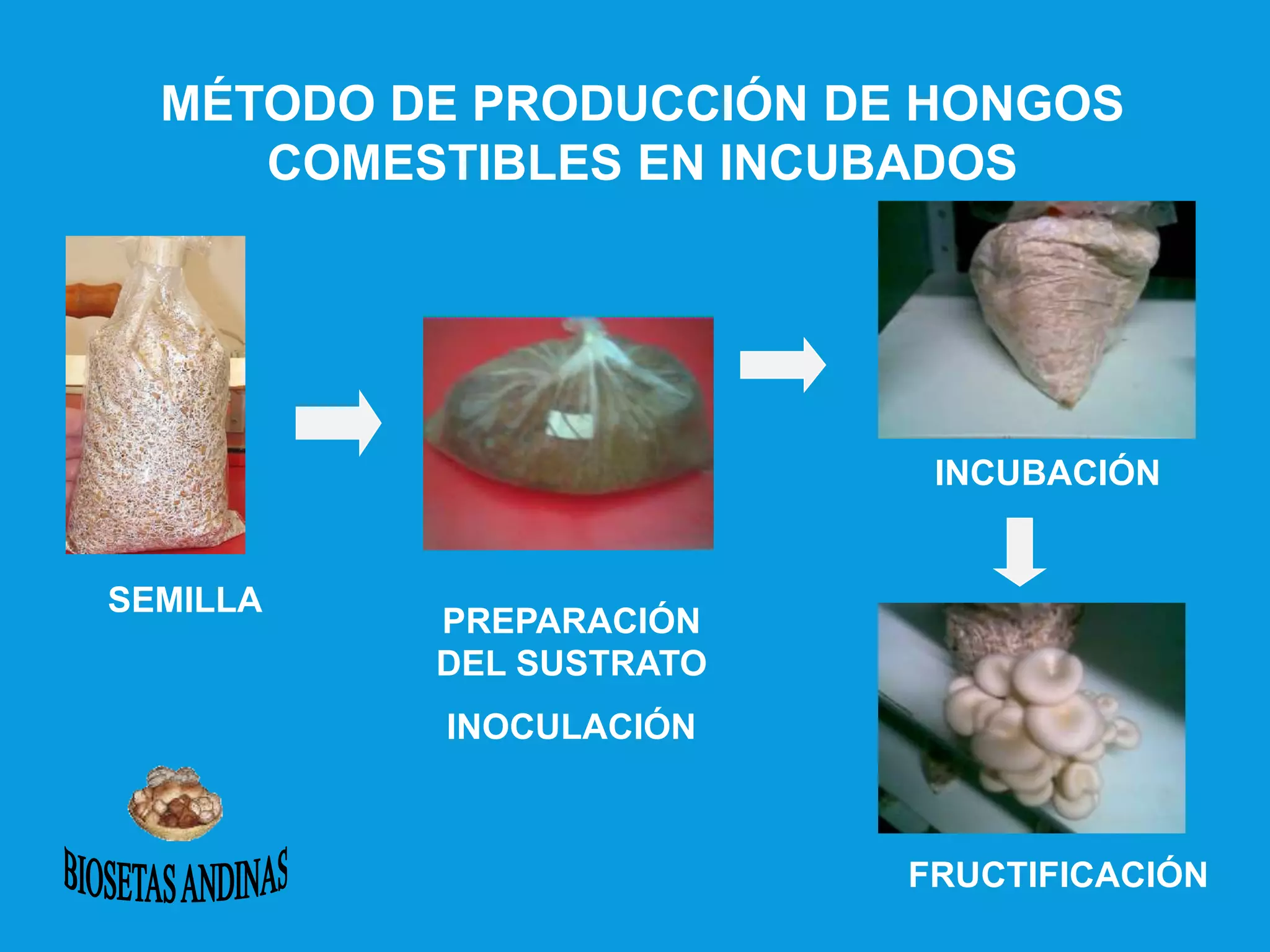 MÉTODO DE PRODUCCIÓN DE HONGOS
COMESTIBLES EN INCUBADOS
SEMILLA
PREPARACIÓN
DEL SUSTRATO
INOCULACIÓN
FRUCTIFICACIÓN
INCUBACIÓN
 