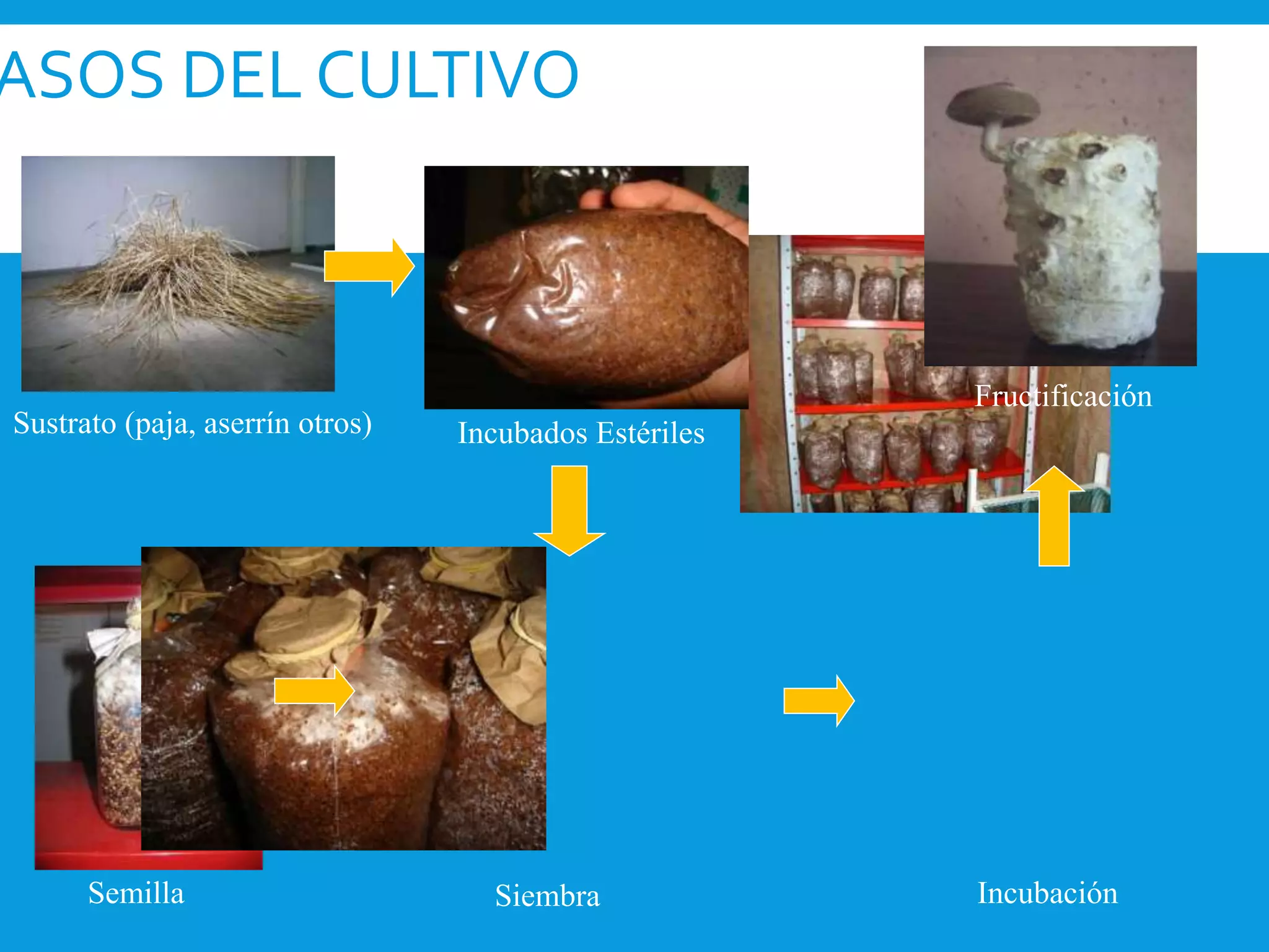 ASOS DEL CULTIVO
Semilla
Sustrato (paja, aserrín otros) Incubados Estériles
Siembra Incubación
Fructificación
 