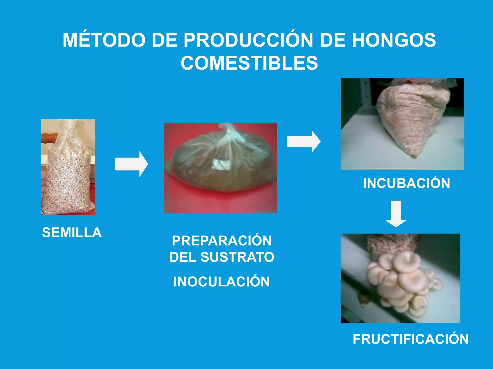 MÉTODO DE PRODUCCIÓN DE HONGOS
COMESTIBLES
SEMILLA
PREPARACIÓN
DEL SUSTRATO
INOCULACIÓN
FRUCTIFICACIÓN
INCUBACIÓN
 