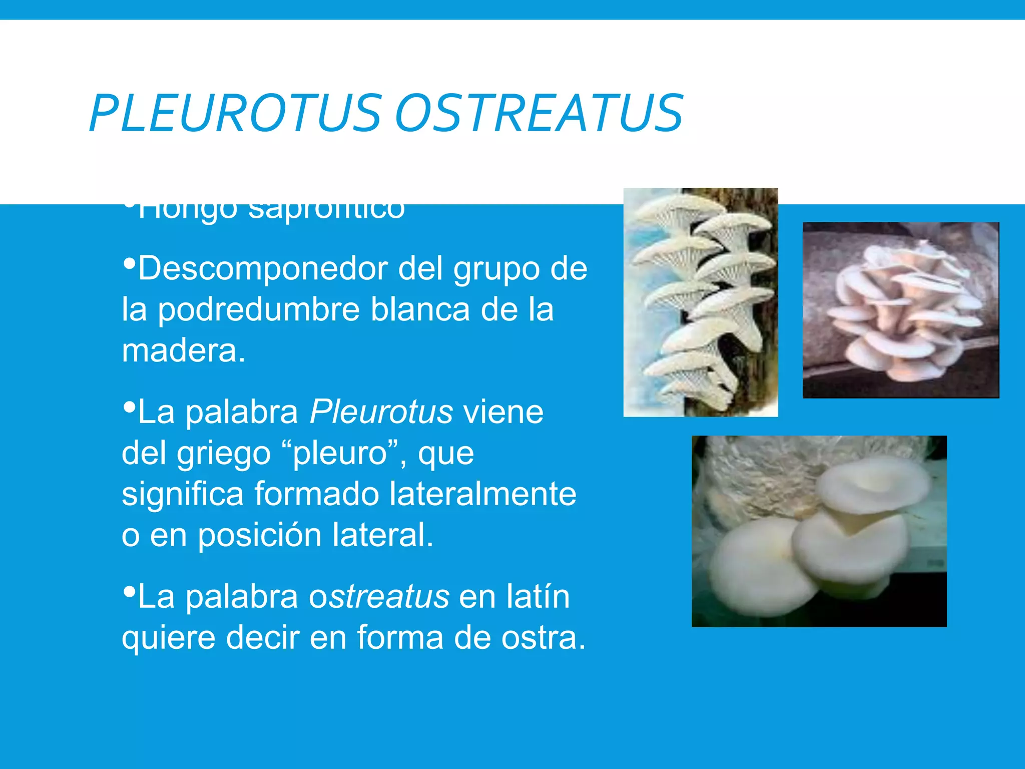 PLEUROTUS OSTREATUS
•Hongo saprofítico
•Descomponedor del grupo de
la podredumbre blanca de la
madera.
•La palabra Pleurotus viene
del griego “pleuro”, que
significa formado lateralmente
o en posición lateral.
•La palabra ostreatus en latín
quiere decir en forma de ostra.
 