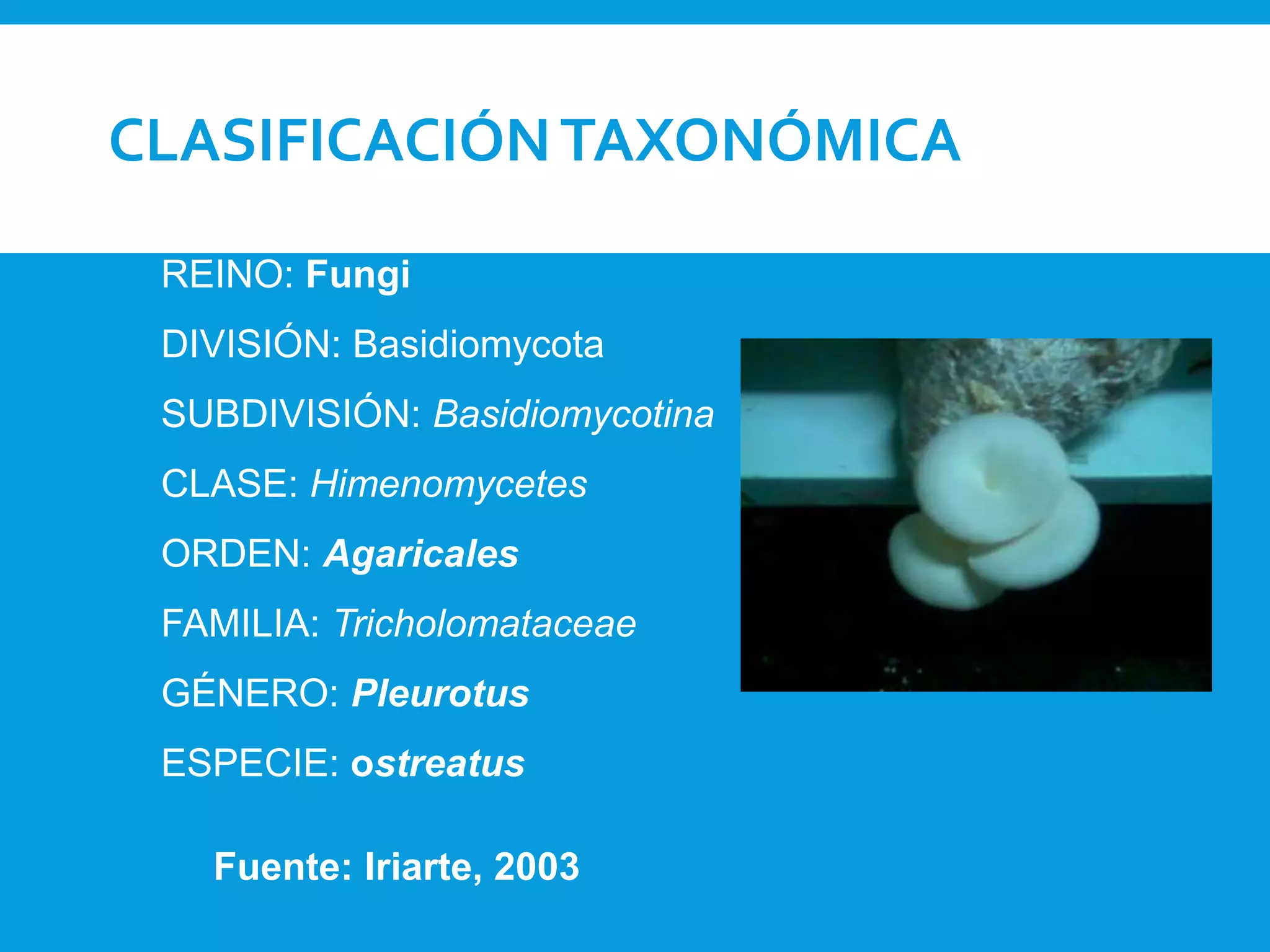 CLASIFICACIÓNTAXONÓMICA
REINO: Fungi
DIVISIÓN: Basidiomycota
SUBDIVISIÓN: Basidiomycotina
CLASE: Himenomycetes
ORDEN: Agaricales
FAMILIA: Tricholomataceae
GÉNERO: Pleurotus
ESPECIE: ostreatus
Fuente: Iriarte, 2003
 