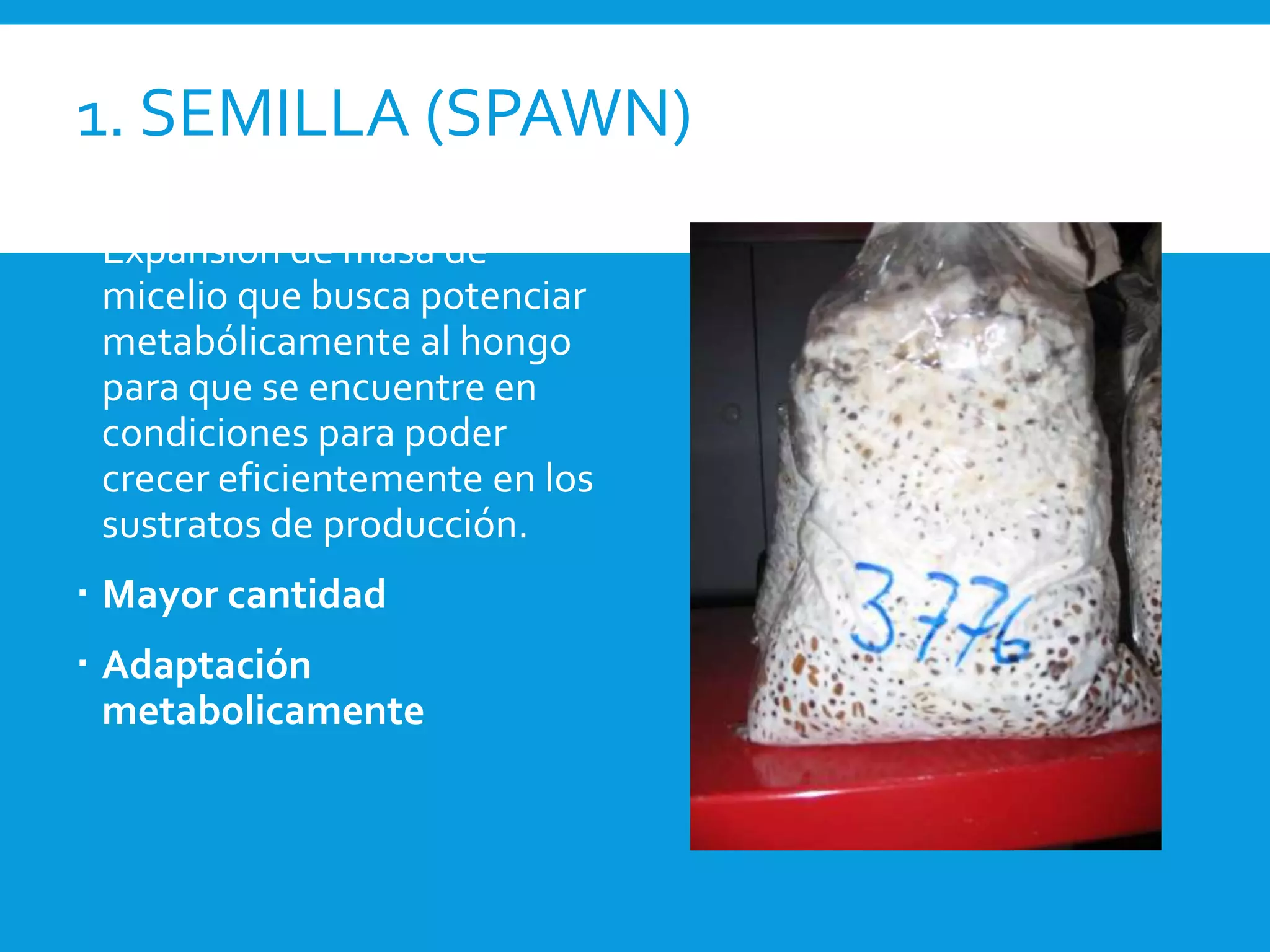 1. SEMILLA (SPAWN)
 Expansión de masa de
micelio que busca potenciar
metabólicamente al hongo
para que se encuentre en
condiciones para poder
crecer eficientemente en los
sustratos de producción.
 Mayor cantidad
 Adaptación
metabolicamente
 