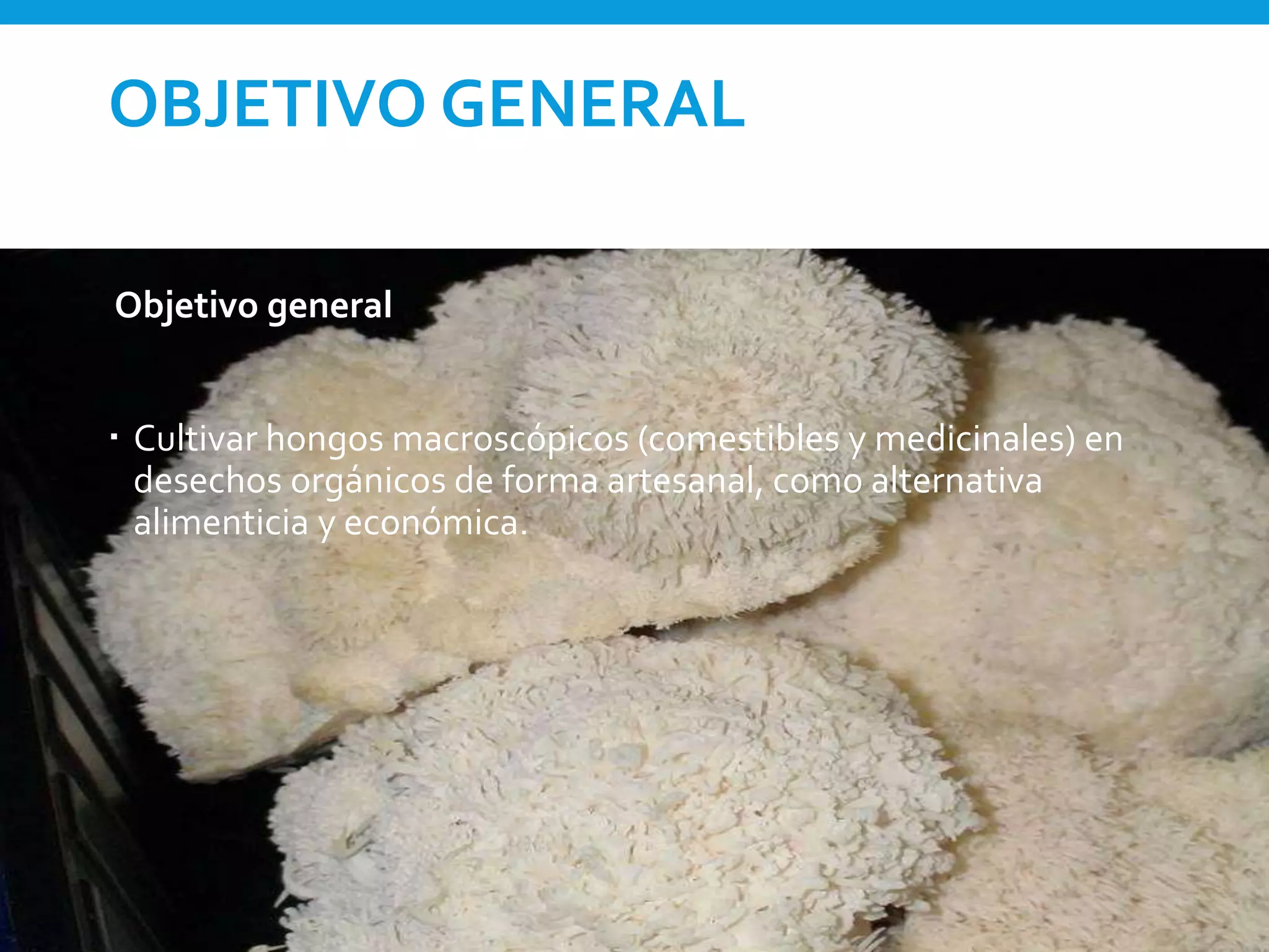 OBJETIVO GENERAL
Objetivo general
 Cultivar hongos macroscópicos (comestibles y medicinales) en
desechos orgánicos de forma artesanal, como alternativa
alimenticia y económica.
 