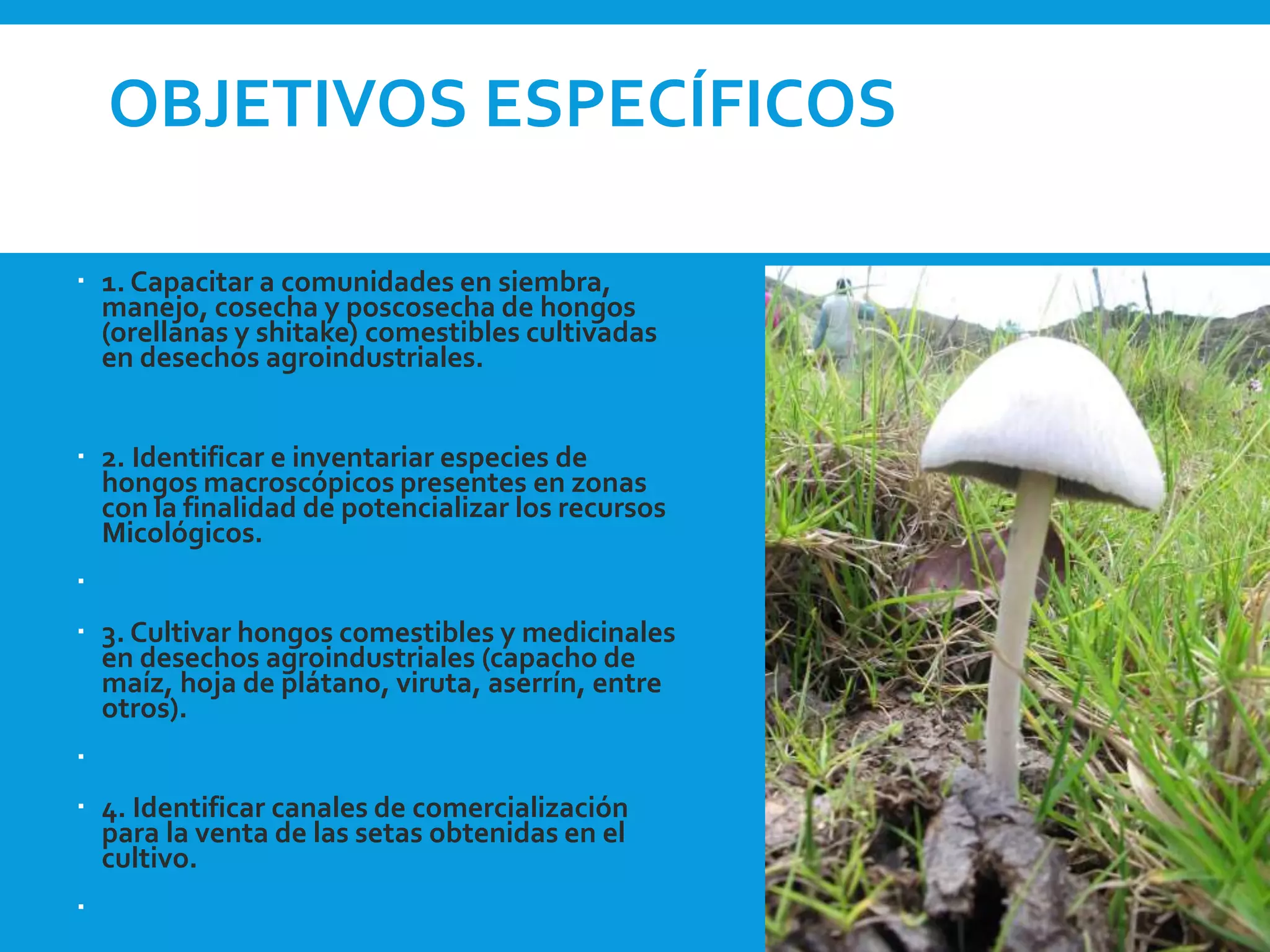 OBJETIVOS ESPECÍFICOS
 1. Capacitar a comunidades en siembra,
manejo, cosecha y poscosecha de hongos
(orellanas y shitake) comestibles cultivadas
en desechos agroindustriales.
 2. Identificar e inventariar especies de
hongos macroscópicos presentes en zonas
con la finalidad de potencializar los recursos
Micológicos.

 3. Cultivar hongos comestibles y medicinales
en desechos agroindustriales (capacho de
maíz, hoja de plátano, viruta, aserrín, entre
otros).

 4. Identificar canales de comercialización
para la venta de las setas obtenidas en el
cultivo.

 