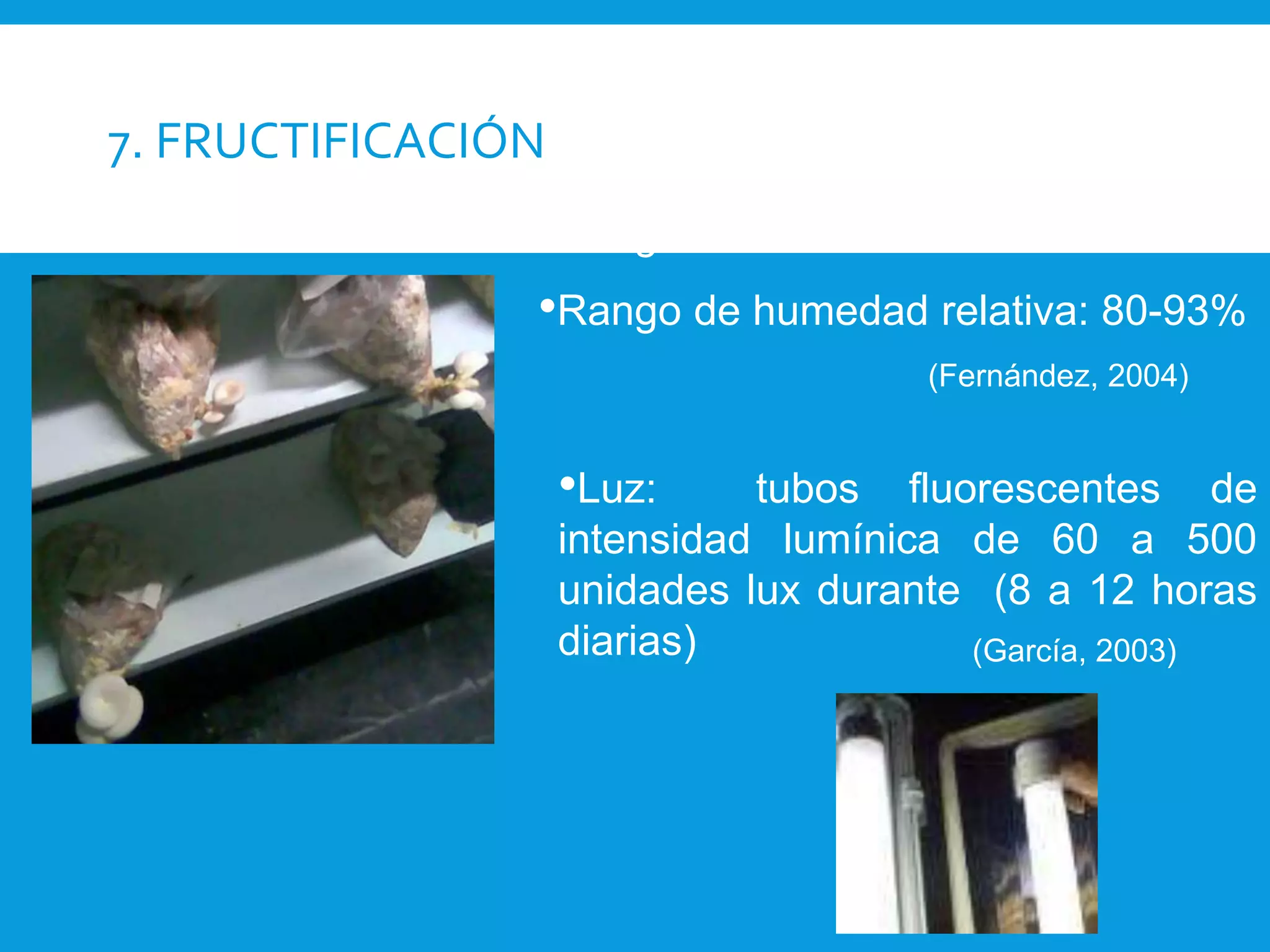 7. FRUCTIFICACIÓN
•Rango de Tº:18 a 20 ºC
•Rango de humedad relativa: 80-93%
•Luz: tubos fluorescentes de
intensidad lumínica de 60 a 500
unidades lux durante (8 a 12 horas
diarias)
(Fernández, 2004)
(García, 2003)
 