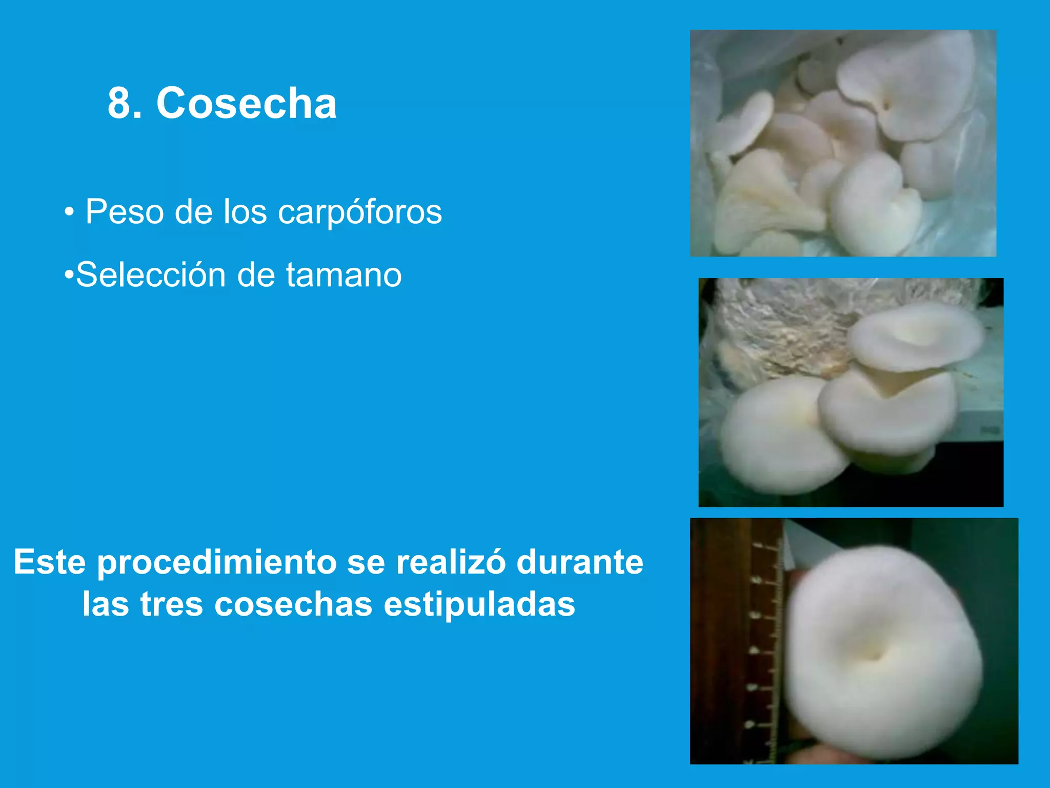 • Peso de los carpóforos
•Selección de tamano
8. Cosecha
Este procedimiento se realizó durante
las tres cosechas estipuladas
 