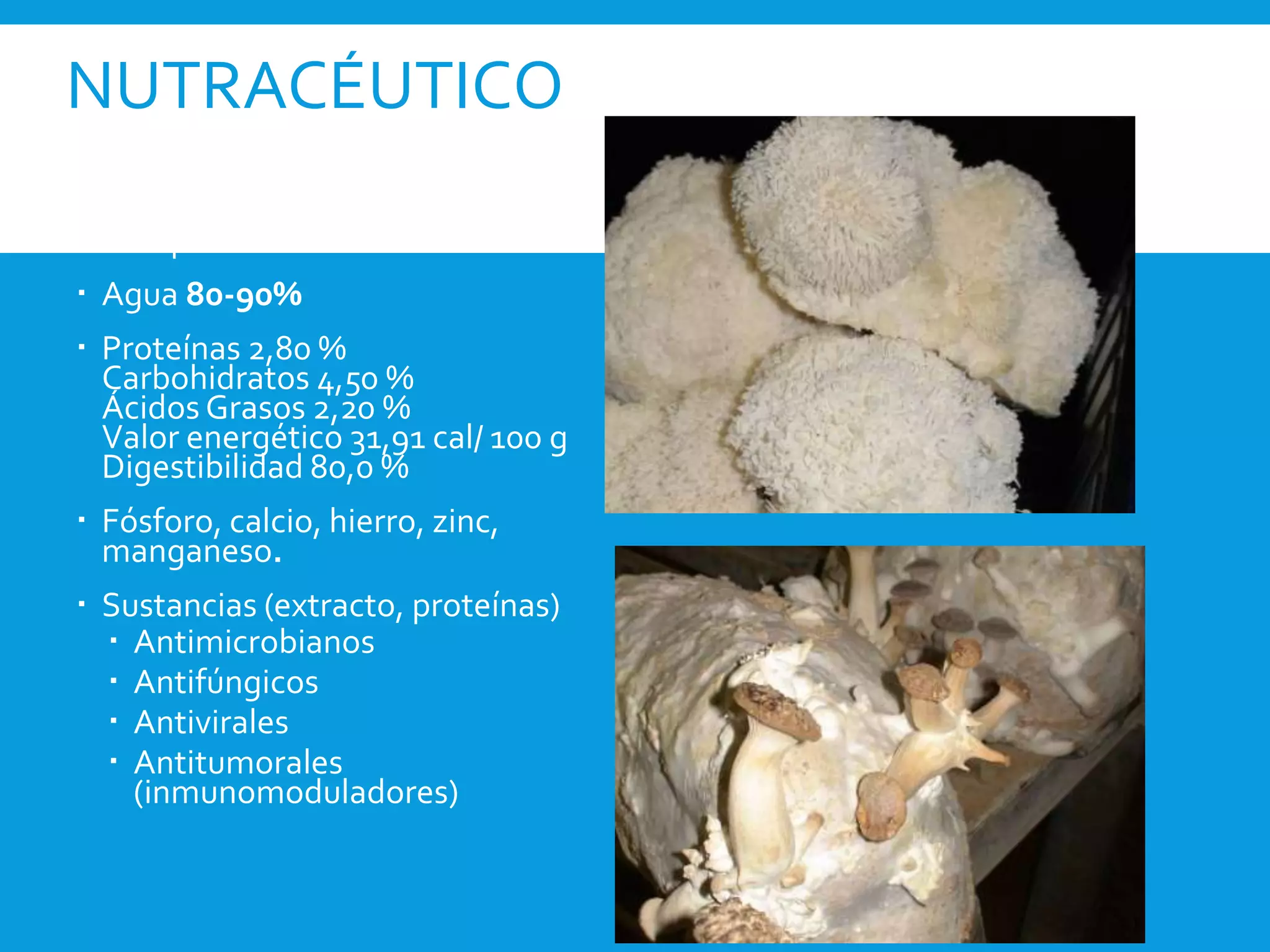 NUTRACÉUTICO
 Composición:
 Agua 80-90%
 Proteínas 2,80 %
Carbohidratos 4,50 %
Ácidos Grasos 2,20 %
Valor energético 31,91 cal/ 100 g
Digestibilidad 80,0 %
 Fósforo, calcio, hierro, zinc,
manganeso.
 Sustancias (extracto, proteínas)
 Antimicrobianos
 Antifúngicos
 Antivirales
 Antitumorales
(inmunomoduladores)
 